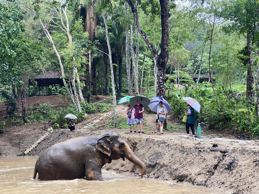 Phuket: Elephant Nature Reserve Entry Ticket and Guided Tour - Getting there: meet next to Hug Me Cafe