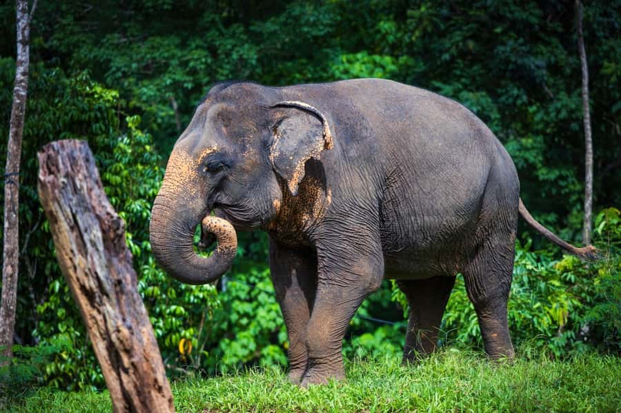 Phuket: Elephant Nature Reserve Entry Ticket and Guided Tour - The 90-minute flow: briefing, food prep, and calm observation