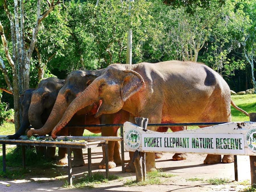 Phuket: Elephant Nature Reserve Entry Ticket and Guided Tour - Elephant feeding: what to expect, and what not to expect