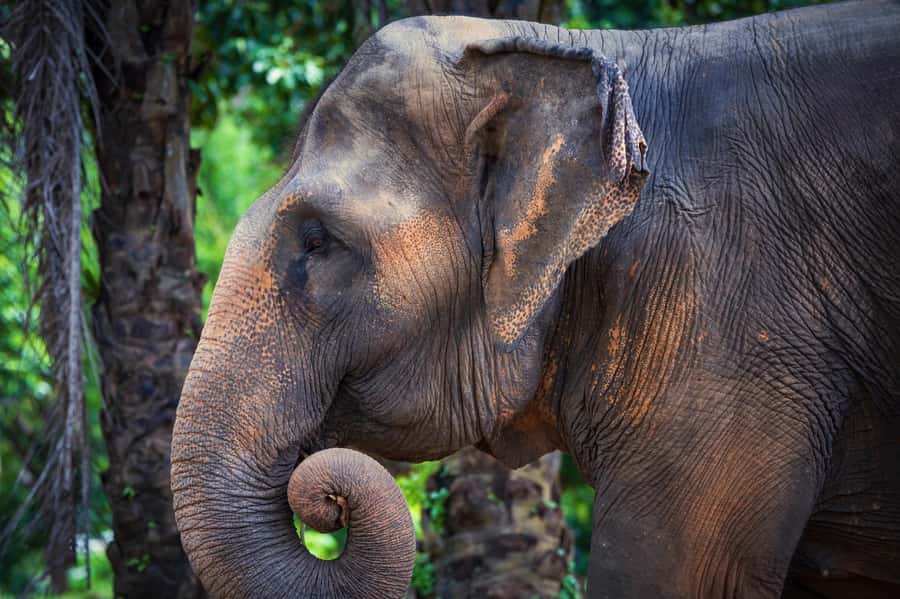 Phuket: Elephant Nature Reserve Entry Ticket and Guided Tour - Guides make or break the experience