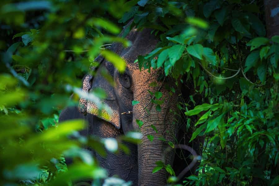Phuket: Elephant Nature Reserve Entry Ticket and Guided Tour - Photos and comfort: the stuff you’ll wish you planned