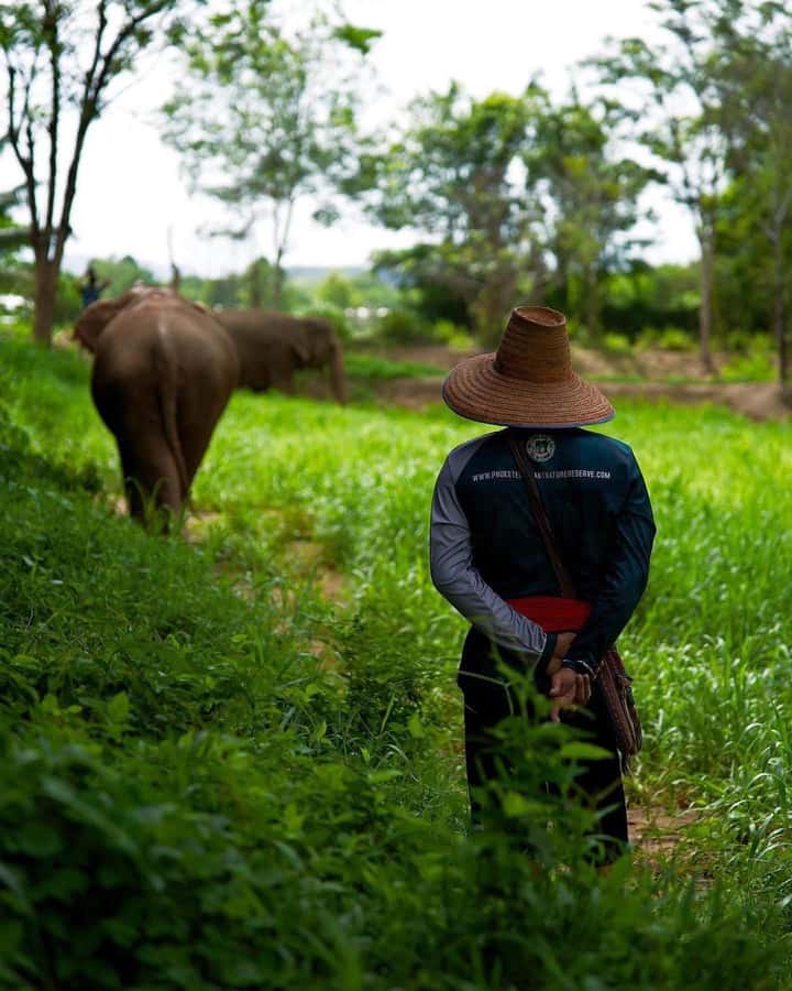 Phuket: Elephant Nature Reserve Entry Ticket and Guided Tour - The on-site cafe time that many people appreciate