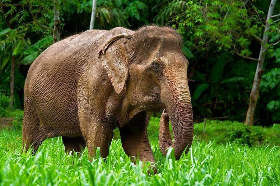 Phuket: Elephant Nature Reserve Entry Ticket and Guided Tour - Price and what $37 really buys you