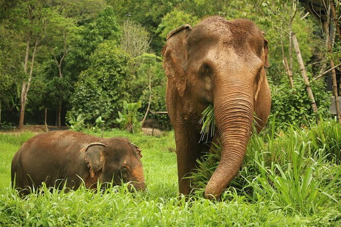 Phuket Elephant Nature Reserve Ethical Sanctuary - Key things that make this experience work
