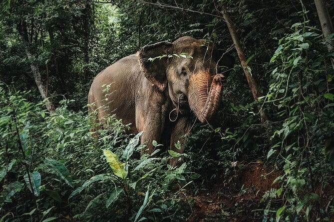 Phuket Elephant Nature Reserve Ethical Sanctuary - Why this Phuket elephant reserve feels different: ethical rules you can actually see