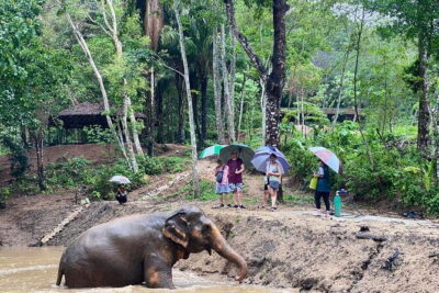 Phuket Elephant Nature Reserve Ethical Sanctuary - Value check on the $39.11 price: what’s included in the real-world cost