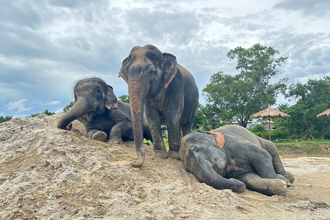 Phuket: Elephant Nature Walk - Guided Tour with Transport - Key highlights you’ll care about