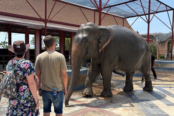 Phuket: Elephant Nature Walk - Guided Tour with Transport - Meet the elephants: individual stories and the reserve routine