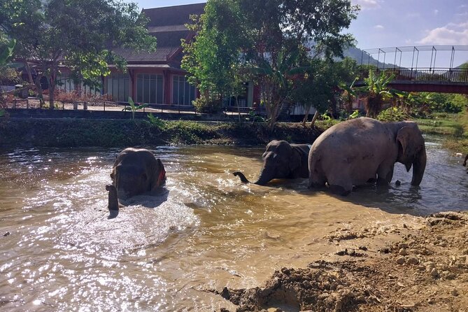 Phuket: Elephant Nature Walk - Guided Tour with Transport - River time: wading, splashing, and cooling off naturally