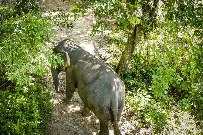 Phuket Elephant Sanctuary Canopy Walkway Tour - Key takeaways before you go