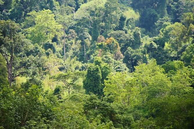 Phuket Elephant Sanctuary Canopy Walkway Tour - Who should book this Phuket elephant canopy tour?