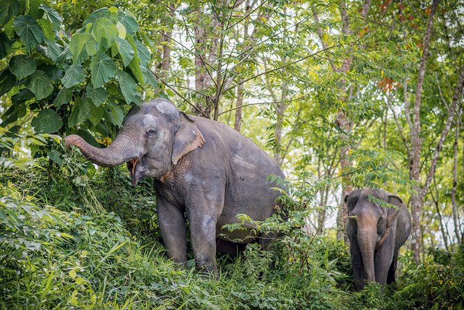 Phuket Elephant Sanctuary Canopy Walkway Tour - The canopy walkway: 500 meters of real elephant behavior