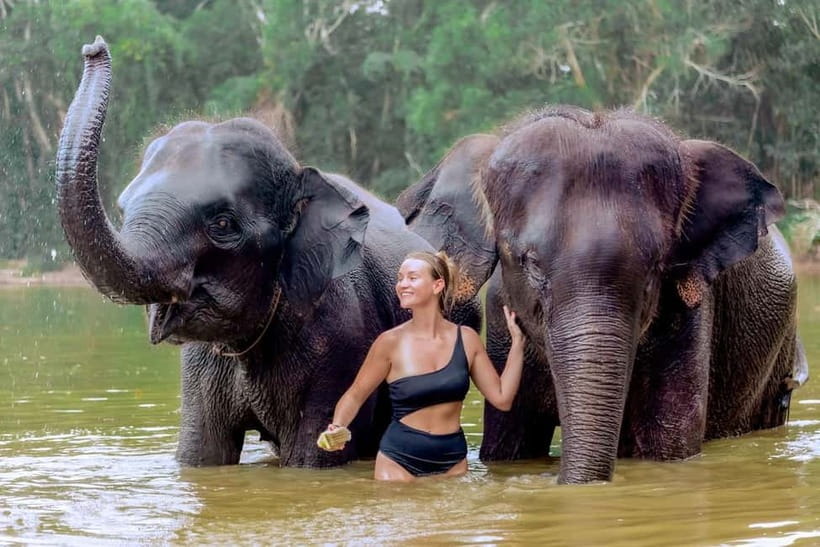 Phuket: Elephant Sanctuary Feed and Bathe Gentle Giants - Key Highlights Worth Planning For