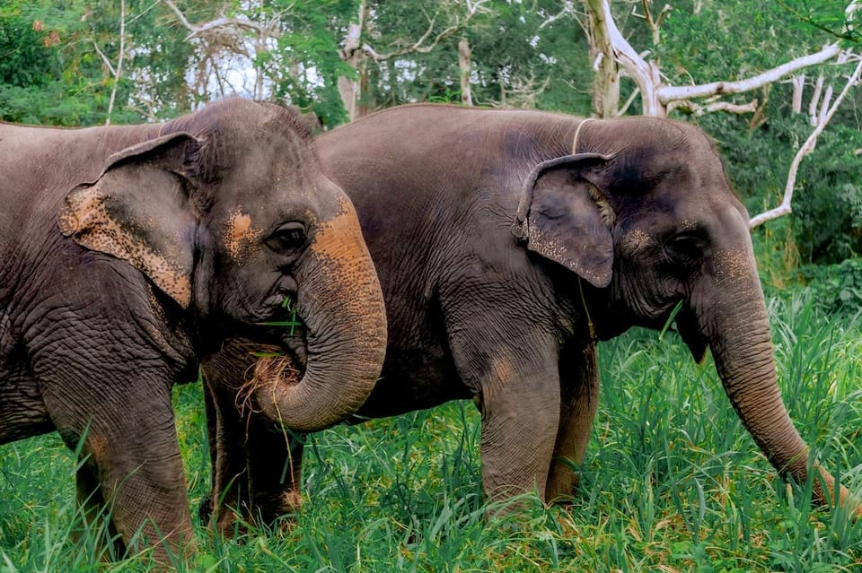 Phuket: Elephant Sanctuary Feed and Bathe Gentle Giants - Practical Notes That Can Save Your Day