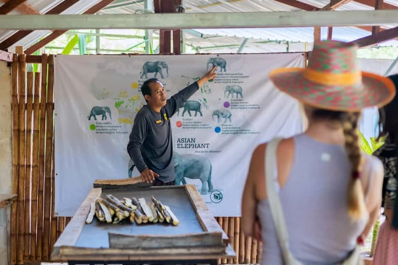 Phuket: Elephant Sanctuary Feed and Bathe Gentle Giants - Feeding Time With a Food Basket: Hands-On, Not Just Hands Off