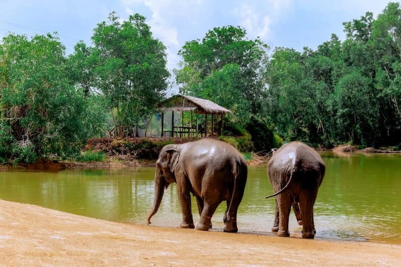 Phuket: Elephant Sanctuary Feed and Bathe Gentle Giants - Unlimited Photo Opportunities: Great for Memory, But Keep It Respectful