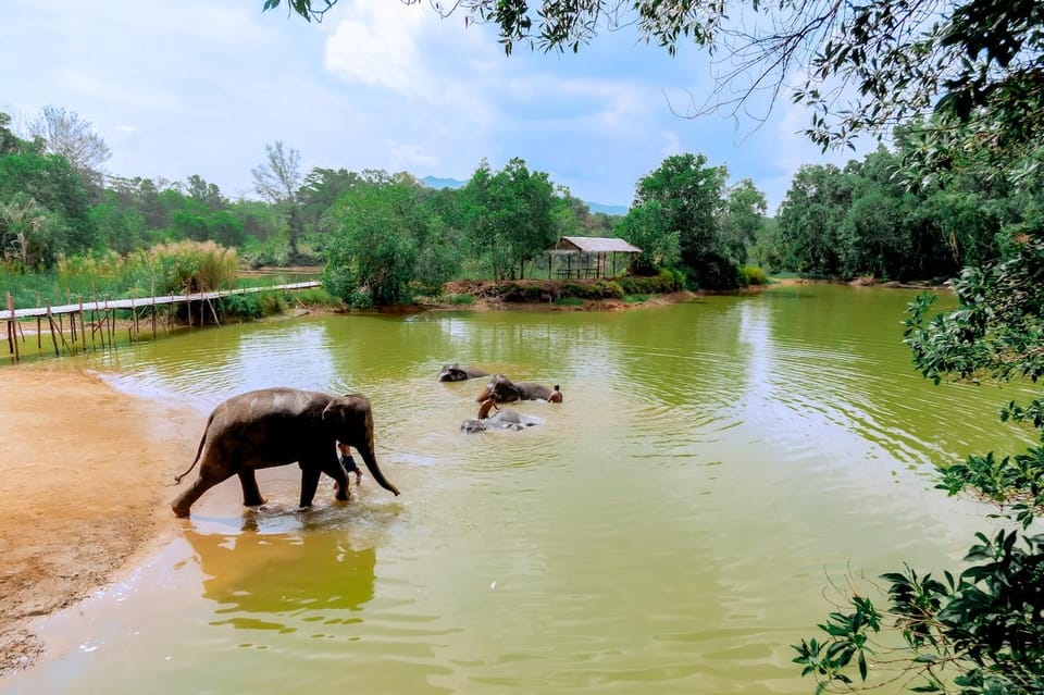 Phuket: Elephant Sanctuary Feed and Bathe Gentle Giants - Moving to the River: Bathing That’s About Wellbeing