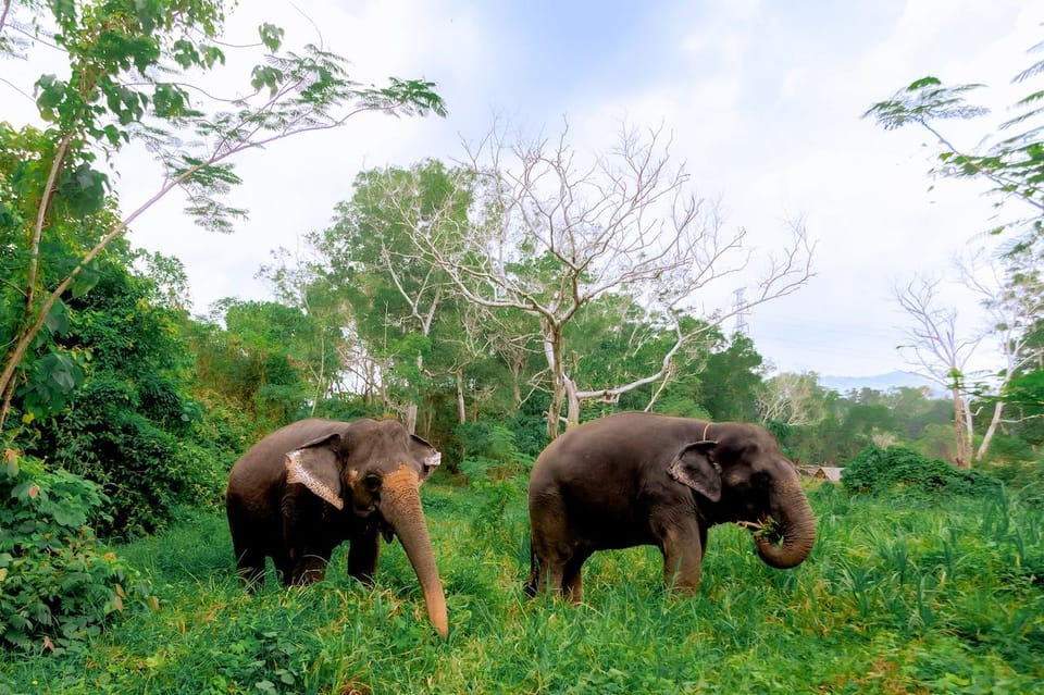 Phuket: Elephant Sanctuary Feed and Bathe Gentle Giants - Price and Logistics: Is $56 Good Value in Phuket?