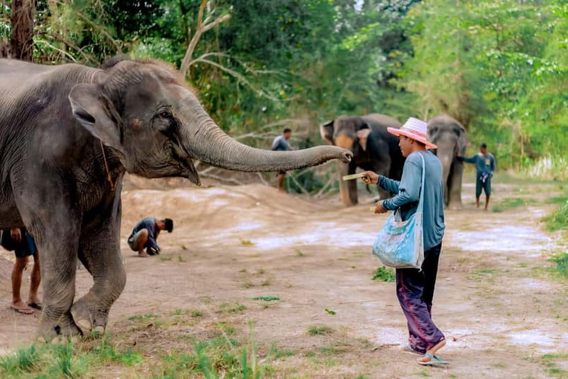 Phuket: Elephant Sanctuary Feed and Bathe Gentle Giants - Arrival and Elephant Introductions: What Happens Before You Feed