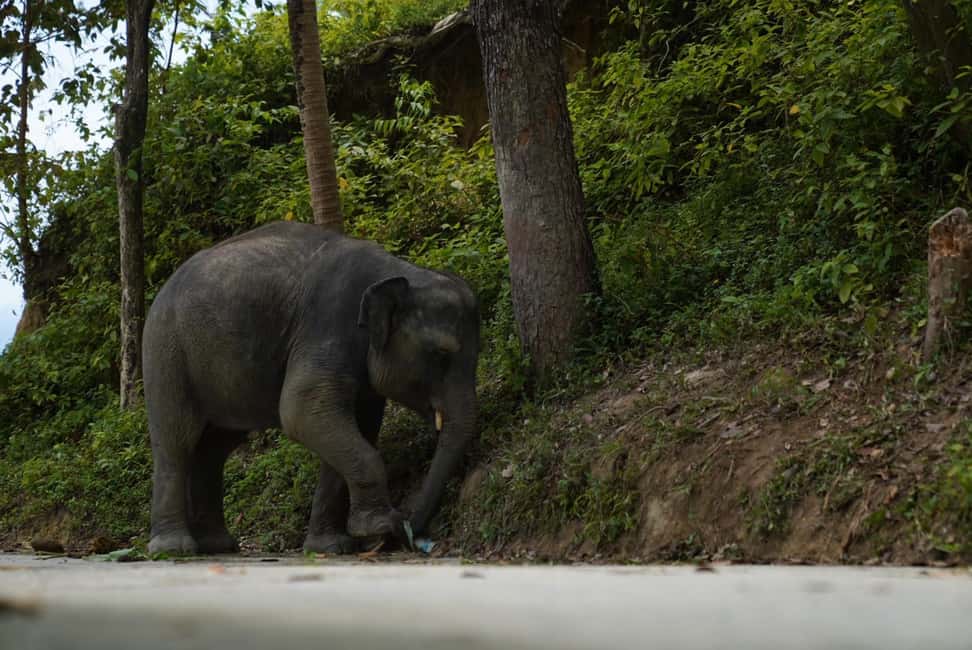 Phuket: Elephant Sanctuary Guided Tour with Hotel Transfers - Meet the elephants and hear the guide’s stories