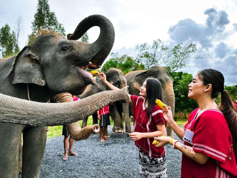 Phuket : Experience feeding and bathing elephants 1.5 Hrs. - Entering Kerchor Elephant Family Phuket: what this half-day really delivers