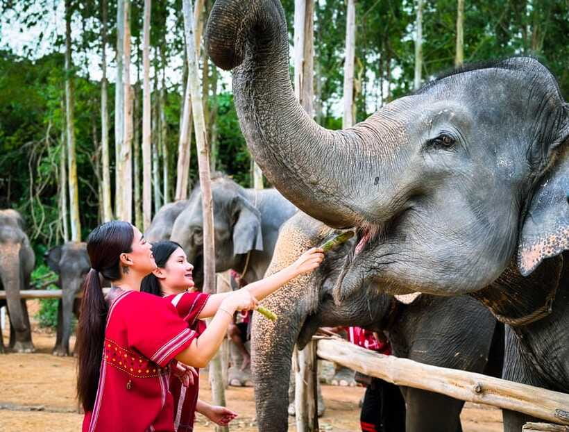 Phuket : Experience feeding and bathing elephants 1.5 Hrs. - Should you book the Phuket elephant feeding and bathing experience?
