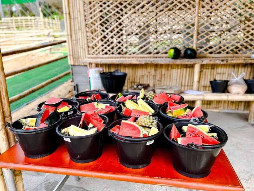 Phuket: Feeding Elephants at Phuket Elephant Care - The main event: hand-feeding elephants with seasonal fruit