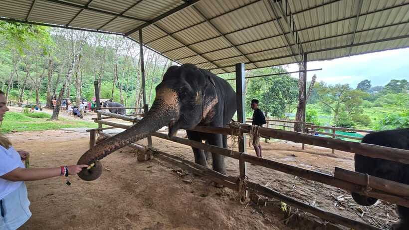 Phuket: Feeding Elephants at Phuket Elephant Care - Photos that actually make sense