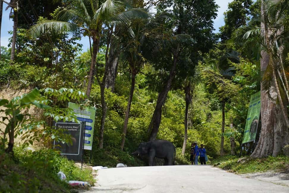 Phuket: Guided Tour to Elephant Sanctuary & Hotel Transfer - Who Should Book This Tour (and Who Might Skip It)