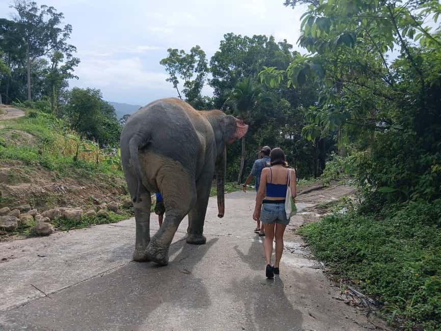 Phuket: Guided Tour to Elephant Sanctuary & Hotel Transfer - Pickup, Van Ride, and Drop-Off in Phuket: Logistics That Matter