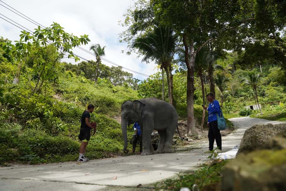 Phuket: Guided Tour to Elephant Sanctuary & Hotel Transfer - How to Prepare So You Enjoy It (Instead of Ticking Things Off)