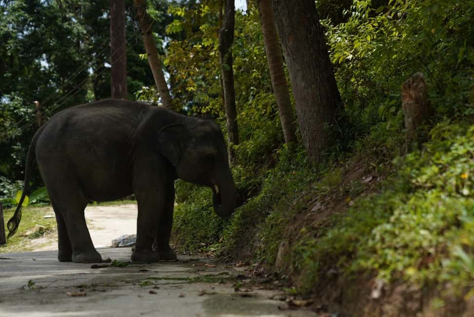 Phuket : Guided Tour to Elephant Sanctuary with Transfers - Feeding time: banana-tree and grass harvesting (and what the rules mean)