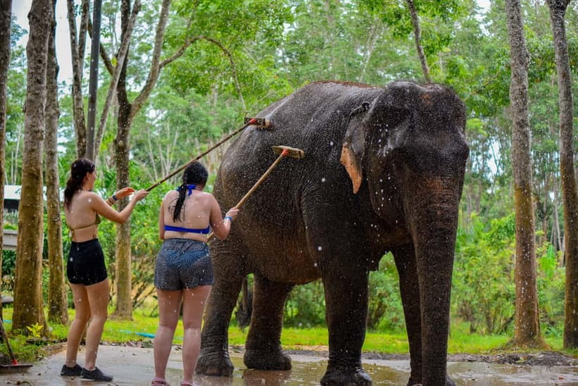 Phuket: Happy Hour Feed and Rain Shower with Elephant - Meet your guide and the care rules