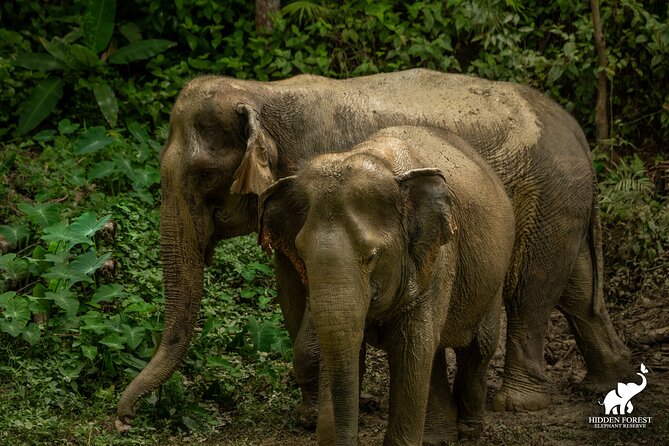 Phuket: Hidden Forest Elephant Reserve Guided Tour with Lunch - Key highlights worth your time