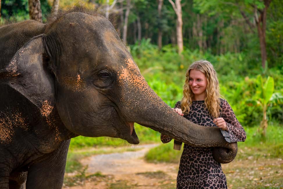 Phuket: Make & Meet The Gentle Giant Experience - The Hands-On Part: Rolling Elephant Vitamin Balls
