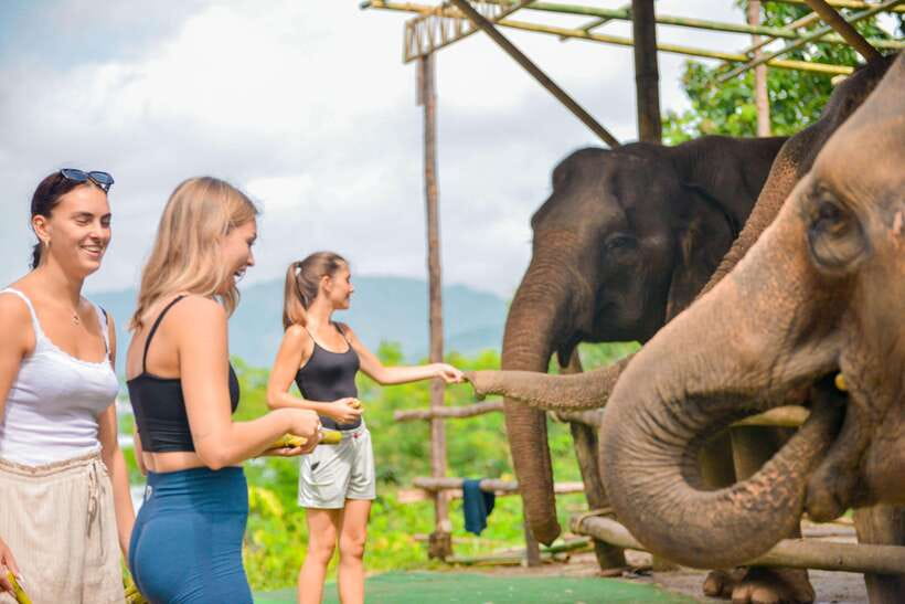 Phuket: Make & Meet The Gentle Giant Experience - Price and Logistics: Is $34 Good Value?