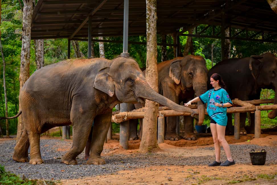 Phuket: Make & Meet The Gentle Giant Experience - Should You Book This Experience at Lily Elephant Camp?