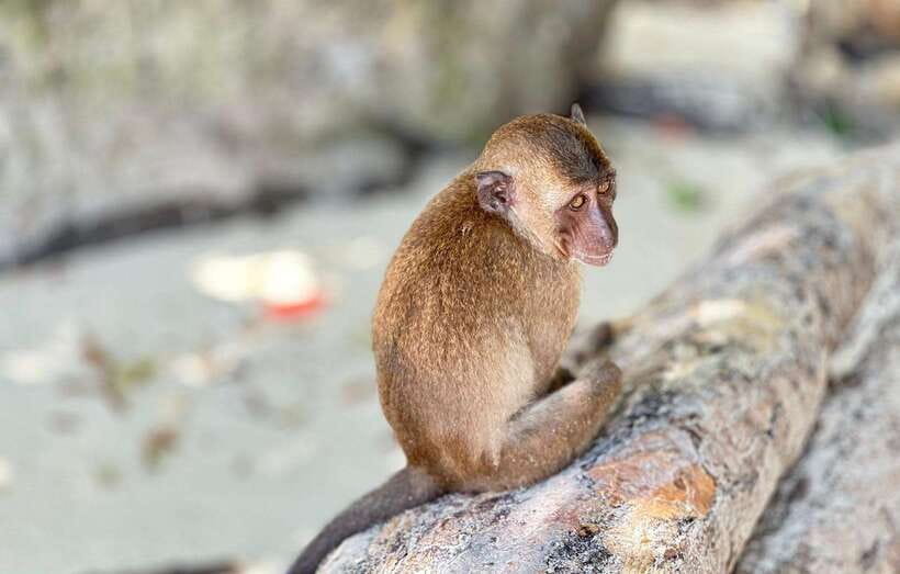 Phuket: Phi Phi Islands and Maya Bay Day Trip with Lunch - Guides, Timing, and Why the Group Feel Matters