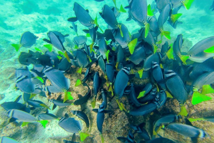 Phuket: Racha and Coral Islands Speedboat Trip with Lunch - Coral Island Photo Stop, Guided Visit, and Lunch: How the Middle of the Day Feels