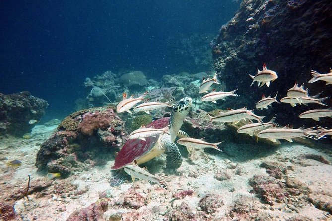 Premium Guided Scuba Diving Day Trip for Certified Divers - What’s included (and what you’ll likely need to handle yourself)