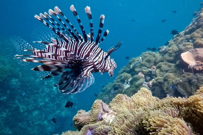 Premium Guided Scuba Diving Day Trip for Certified Divers - Safety and guidance without the hard sell
