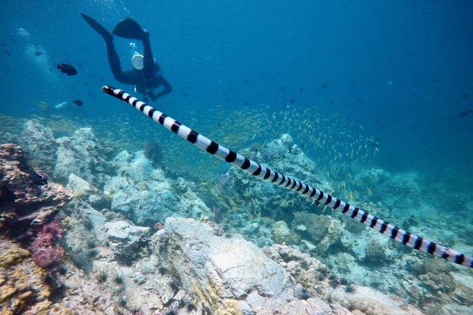 Premium Guided Scuba Diving Day Trip for Certified Divers - Snacks, lunch, and the real-world comfort details