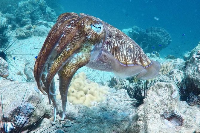 Premium Guided Scuba Diving Day Trip for Certified Divers - Price and value: is $162.24 a fair deal?