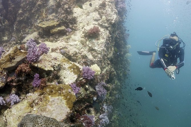 Scuba Diving in Phuket – Full-Day Trip (3 Dives, All Included) - Price and value: $179.24 with gear, meals, and transfers