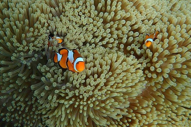 Similan Islands Snorkeling Day Trip By Love Andaman From Phuket - Food on board and on breaks: plan for basic, not gourmet