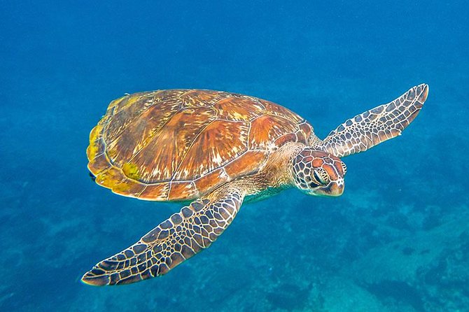 Similan Islands Snorkeling VIP Tour From Phuket - Ko Miang: island walking, water time, and lunch that keeps you going