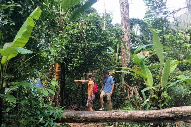 Small-Group Jungle Hiking Excursion in Khao Phra Teaw Park - The hike experience: rocky trails, bamboo, and waterfall moments