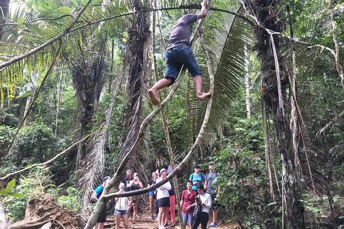 Small-Group Jungle Hiking Excursion in Khao Phra Teaw Park - Wildlife spotting: what you can expect (and what you can’t)