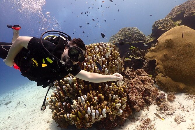 Try Scuba Diving in Racha Yai and Noi for Non-Certified - Noi Reef Time: When Conditions Let You Get More Looking